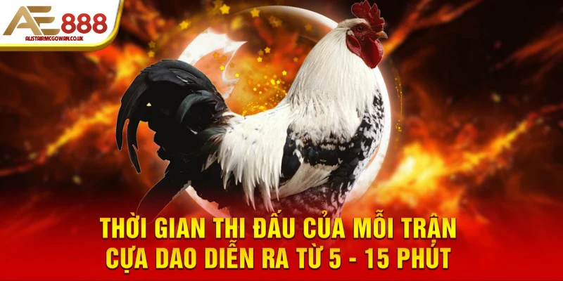 Thời gian thi đấu của mỗi trận cựa dao diễn ra từ 5 - 15 phút 