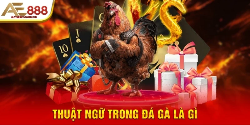 Các Thuật Ngữ Trong Đá Gà - Từ Điển Từ A-Z Cho Kê Thủ 3 Thuật ngữ trong đá gà là gì?