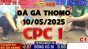 Video đá gà trực tuyến C1 ngày 10 tháng 5 năm 2025