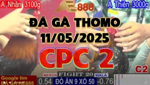 Clip đá gà trực tuyến C2 ngày 11 tháng 5 năm 2025