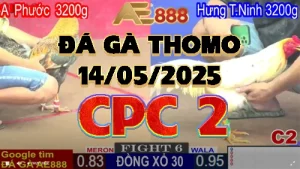 Clip Đá Gà Trực Tuyến C2 Ngày 14/05/2025
