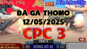 Video Đá Gà C3 Ngày 12/05/2025