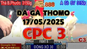 Video Phát lại Đá Gà Trực Tiếp C1 - 17/05/2025