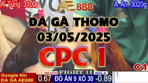 Video đá gà trực tiếp C1 ngày 03/05/2025