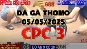 Clip Đá Gà Trực Tiếp Thomo C3 ngày 05-05-2025