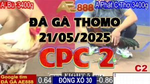 Cập Nhật Video Đá Gà Trực Tiếp C2 - 21/05/2025