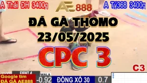 Video Phát Lại Đá Gà Trực Tiếp C3 - 23/05/2025