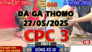 Video Đá Gà Trực Tiếp C3 Ngày 27/05/2025