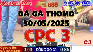 Phát Lại Video Đá Gà GIẢI VÔ ĐỊCH 4 CON - 31/05/2025