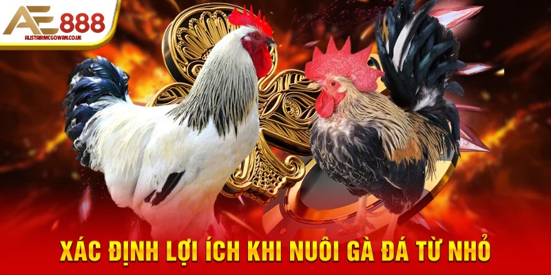 Cách Nuôi Gà Đá Từ Nhỏ - Hướng Dẫn Chi Tiết Từng Giai Đoạn 4 Xác định lợi ích khi nuôi gà đá từ nhỏ