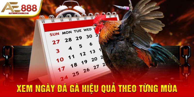 Xem ngày đá gà hiệu quả theo từng mùa