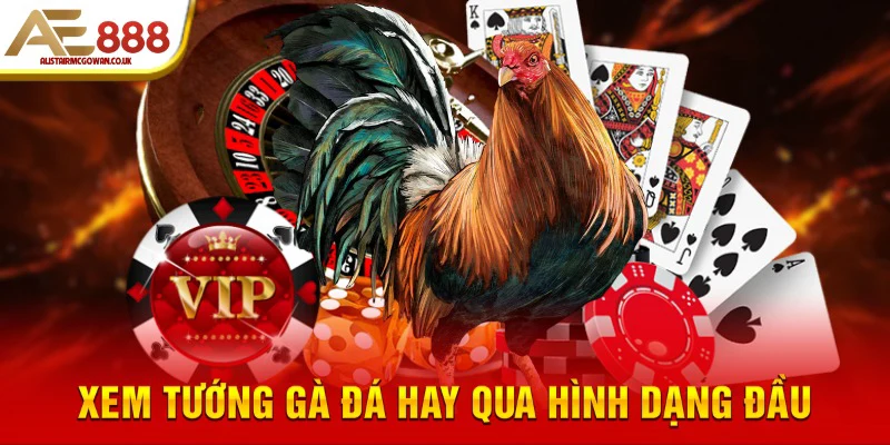 Tuyệt Chiêu Xem Tướng Gà Đá Hay | Bí Quyết Thi Đấu Bất Bại 4 Xem tướng gà đá hay qua hình dạng đầu