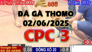 Video đá gà thomo C3 ngày 02/06/2025