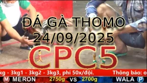 Video phát lại đá gà trực tiếp CPC5 ngày 24 /09/2025