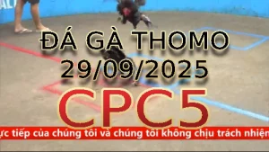Video phát lại đá gà trực tiếp CPC5 ngày 29 /09/2025