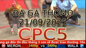 Video phát lại đá gà trực tiếp CPC5 ngày 21/09/2025