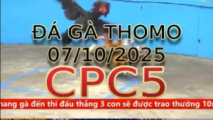 Video phát lại đá gà trực tiếp CPC5 ngày 07/10/2025