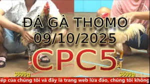 Video phát lại đá gà trực tiếp CPC5 ngày 09/10/2025