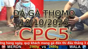 Video phát lại đá gà trực tiếp CPC5 ngày 10/10/2025