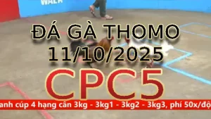 Video phát lại đá gà trực tiếp CPC5 ngày 11/10/2025