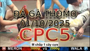 Video phát lại đá gà trực tiếp CPC5 ngày 01/10/2025