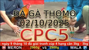 Video phát lại đá gà trực tiếp CPC5 ngày 02/10/2025