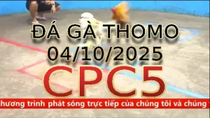 Video phát lại đá gà trực tiếp CPC5 ngày 04/10/2025