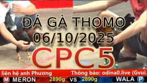 Video phát lại đá gà trực tiếp CPC5 ngày 06/10/2025