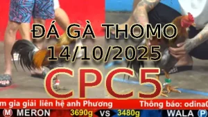 Video phát lại đá gà trực tiếp CPC5 ngày 14/10/2025