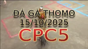 Video phát lại đá gà trực tiếp CPC5 ngày 15/10/2025