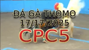 Video phát lại đá gà trực tiếp CPC5 ngày 17/10/2025
