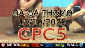 Video phát lại đá gà trực tiếp CPC5 ngày 19/10/2025