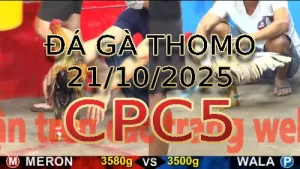 Video phát lại đá gà trực tiếp CPC5 ngày 21/10/2025
