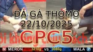 Video phát lại đá gà trực tiếp CPC5 ngày 22/10/2025