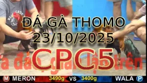 Video phát lại đá gà trực tiếp CPC5 ngày 23/10/2025