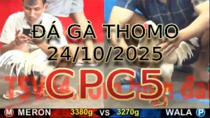 Video phát lại đá gà trực tiếp CPC5 ngày 24/10/2025