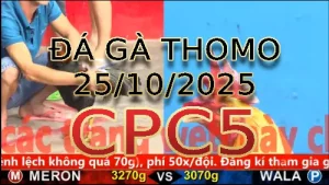 Video phát lại đá gà trực tiếp CPC5 ngày 25/10/2025