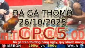 Video phát lại đá gà trực tiếp CPC5 ngày 26/10/2025