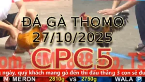 Video phát lại đá gà trực tiếp CPC5 ngày 27/10/2025