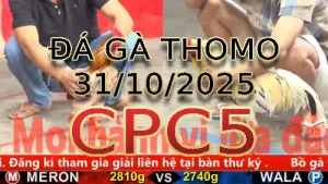 Video phát lại đá gà trực tiếp CPC5 ngày 31/10/2025