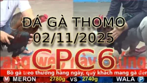 Video phát lại đá gà trực tiếp CPC6 ngày 02/11/2025