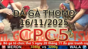 Video phát lại đá gà trực tiếp CPC5 ngày 16112025