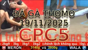 Video phát lại đá gà trực tiếp CPC5 ngày 19112025