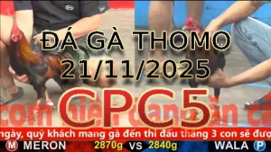 Video phát lại đá gà trực tiếp CPC5 ngày 21/11/2025