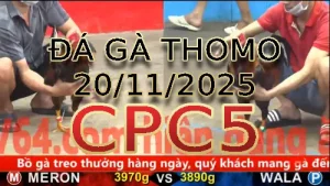 Video phát lại đá gà trực tiếp CPC5 ngày 20112025