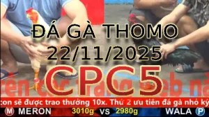 Video phát lại đá gà trực tiếp CPC5 ngày 22112025