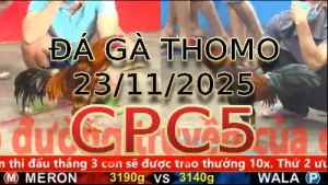 Video phát lại đá gà trực tiếp CPC5 ngày 23112025