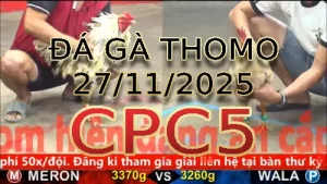 Video phát lại đá gà trực tiếp CPC5 ngày 27112025