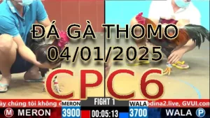 Video phát lại đá gà trực tiếp CPC6 ngày 04/11/2025