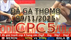 Video phát lại đá gà trực tiếp CPC5 ngày 09/11/2025
